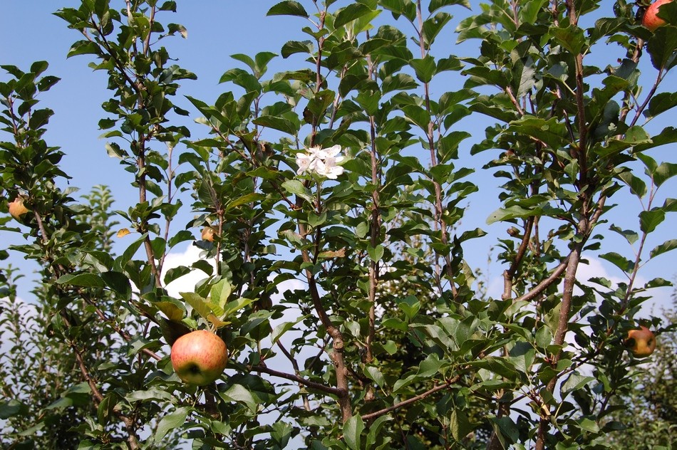 Äpfel u. Blüten nebeneinander