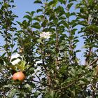 Äpfel u. Blüten nebeneinander