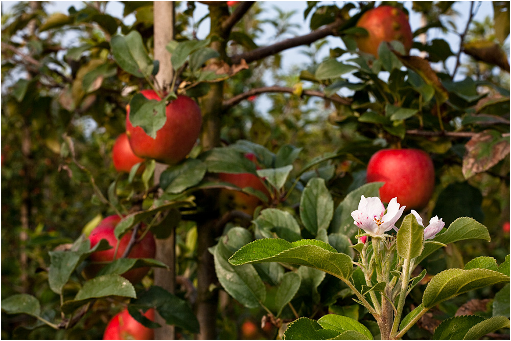 Äpfel und Apfelblüte zur gleichen Zeit?