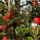 Äpfel und Apfelblüte zur gleichen Zeit?