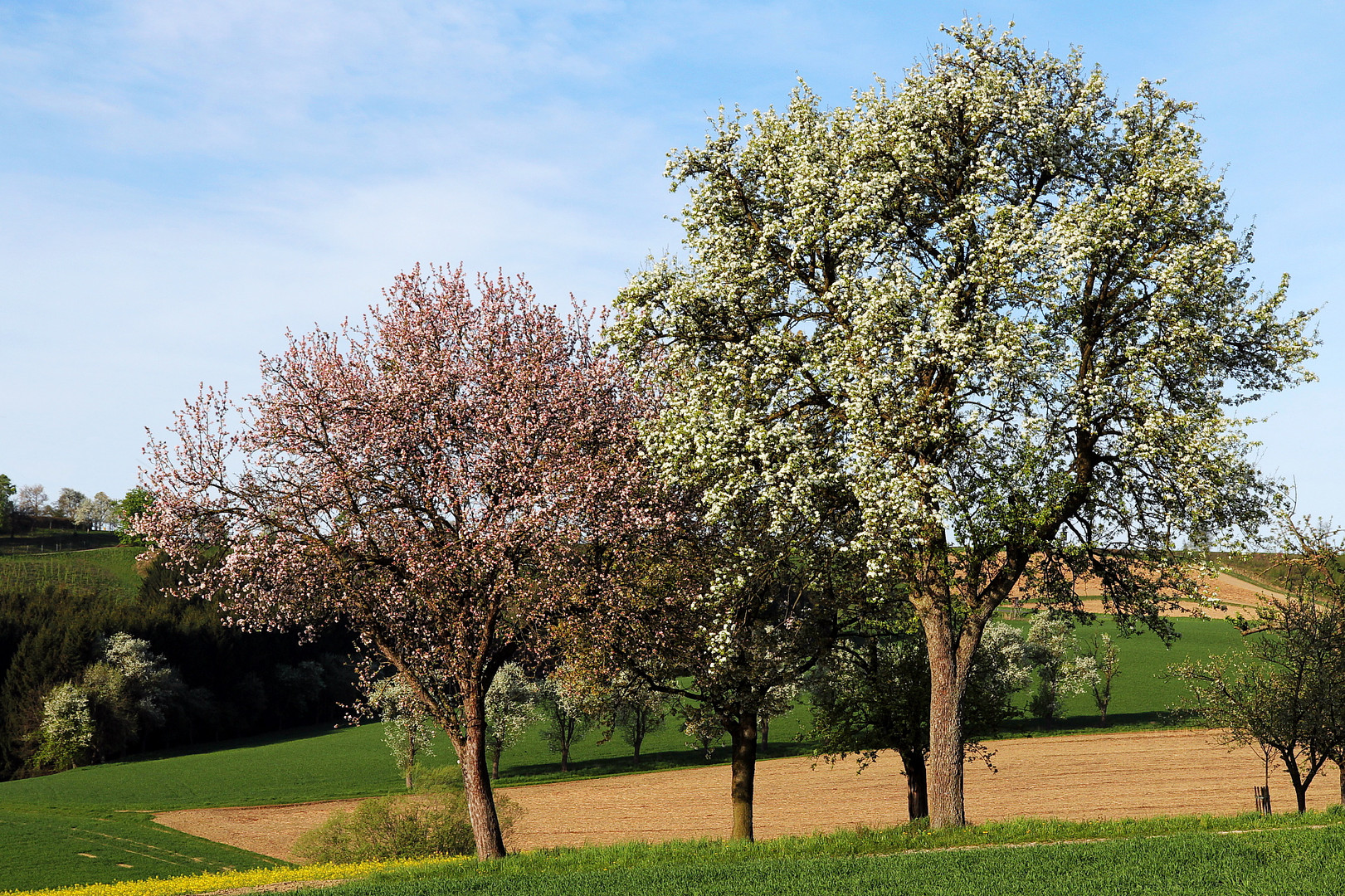 Äpfel und Birnen