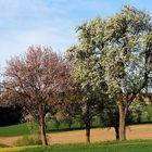 Äpfel und Birnen