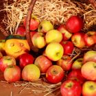 Äpfel und „Birnen“