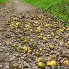 Äpfel und Birnen