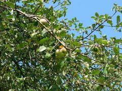 Äpfel unter blauen Himmel