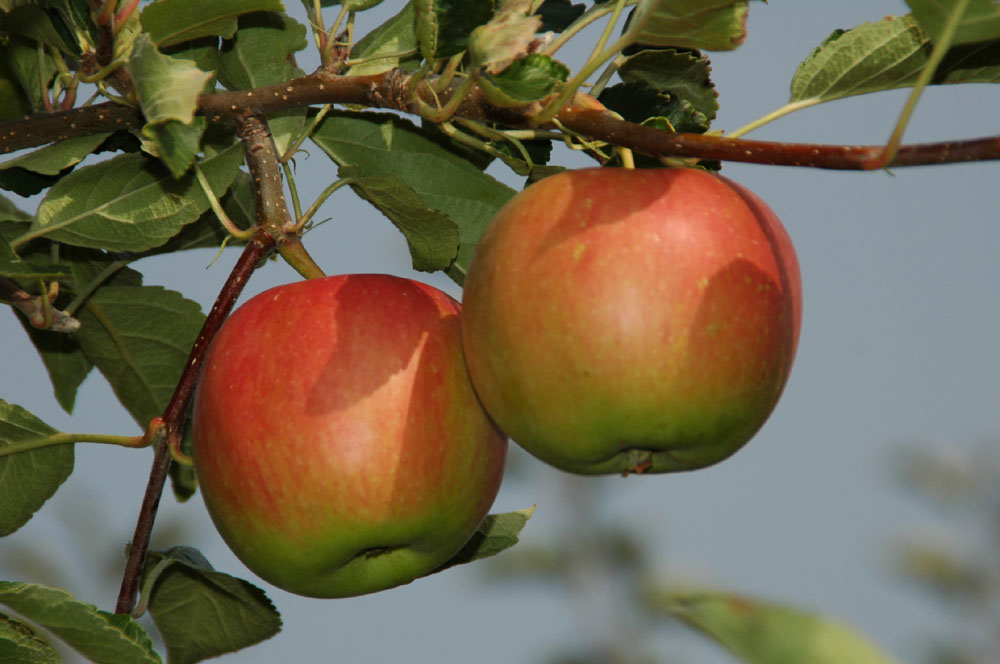 Äpfel vom Bodensee