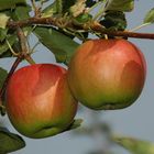 Äpfel vom Bodensee