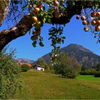 Äpfel vor dem Schattenberg