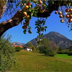 Äpfel vor dem Schattenberg