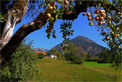 Äpfel vor dem Schattenberg