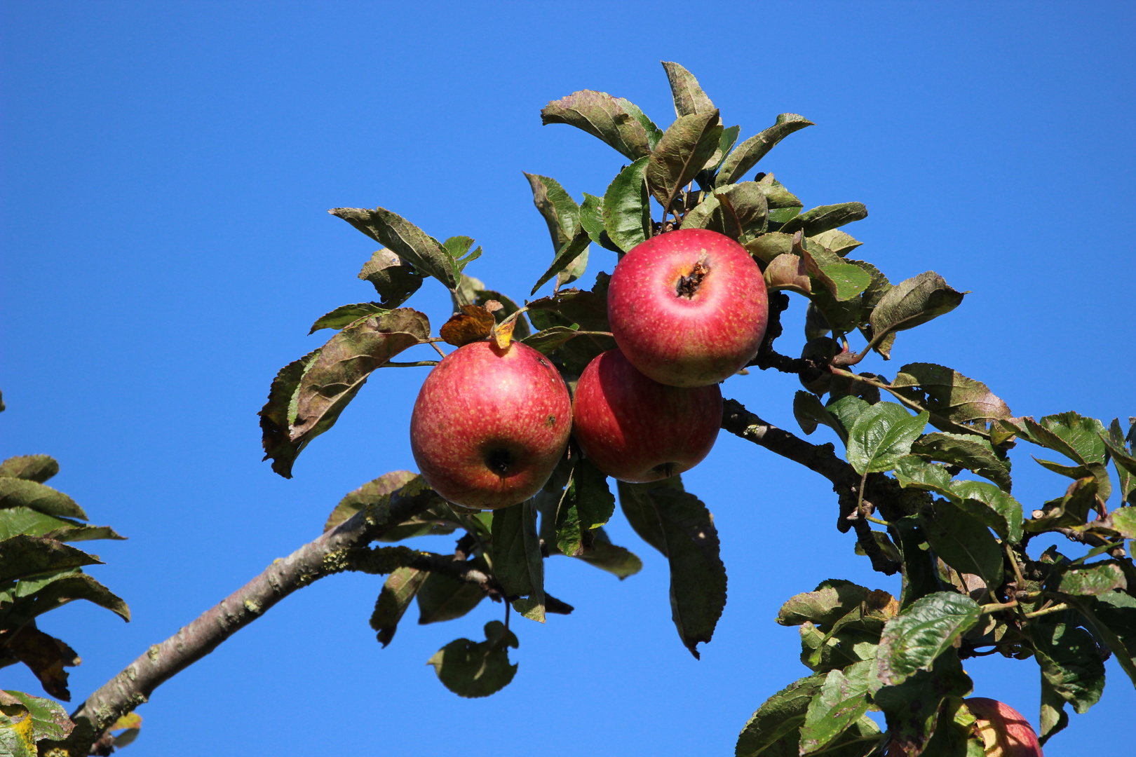 Äpfel vorm blauen Herbsthimmel