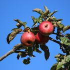 Äpfel vorm blauen Herbsthimmel