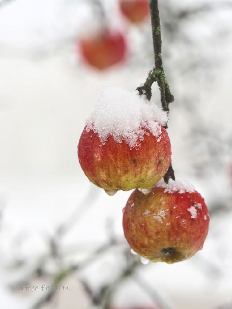 Äpfel Winter 003 2020 