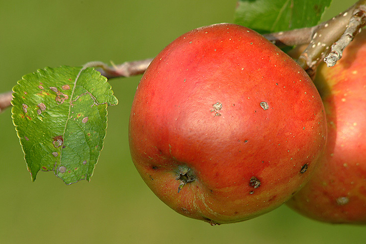 Äpfel zu verkaufen :-)))