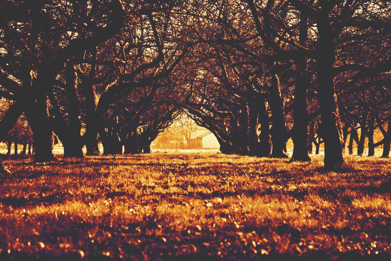 Äpfelbäume im Herbst 