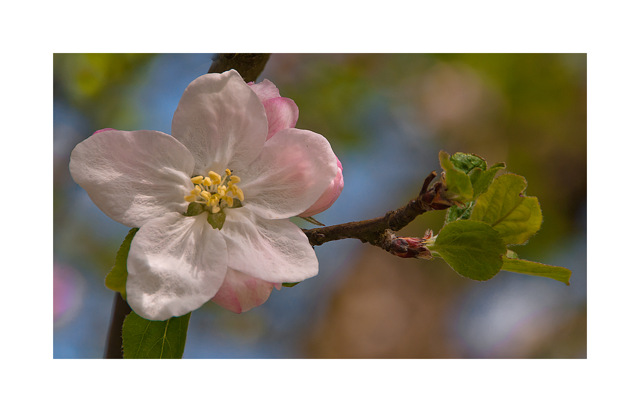 Äpfelbaumblüte