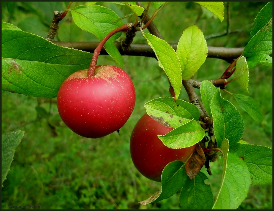 Äpfelchen