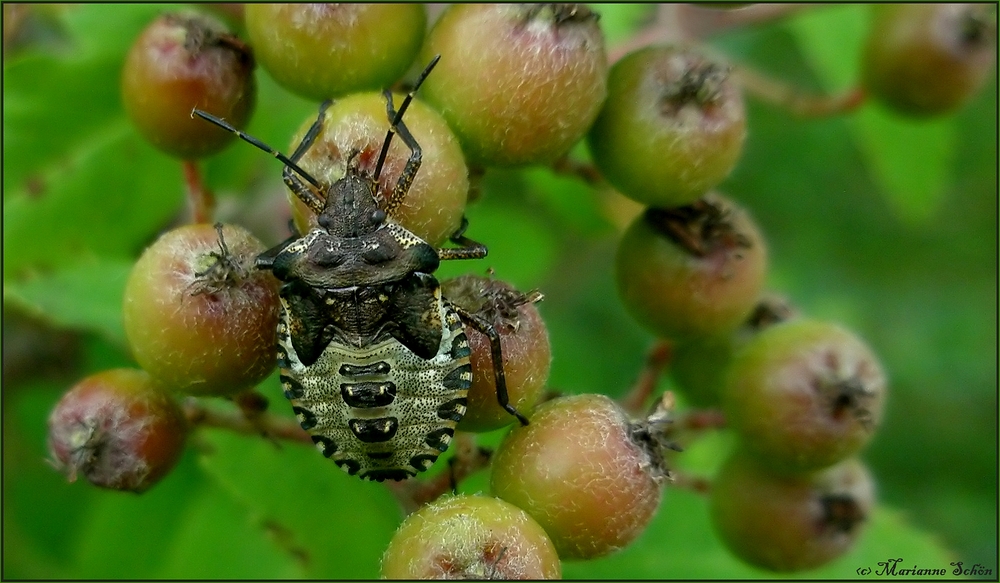 Äpfelchen für eine Wanze...