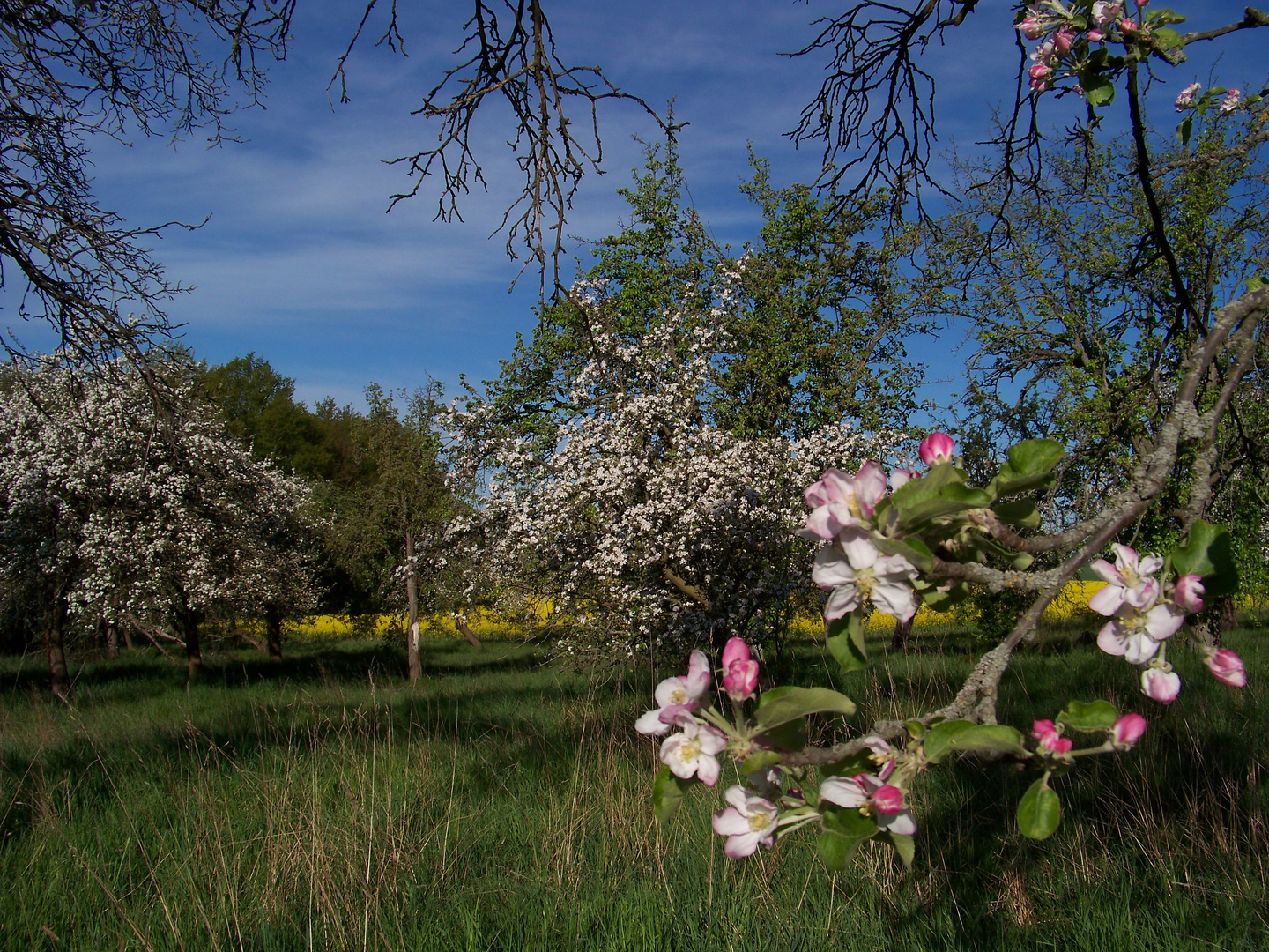 Äpfelgarten