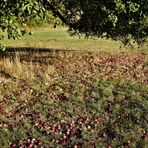 Äpfelteppich auf der Streuobstwiese