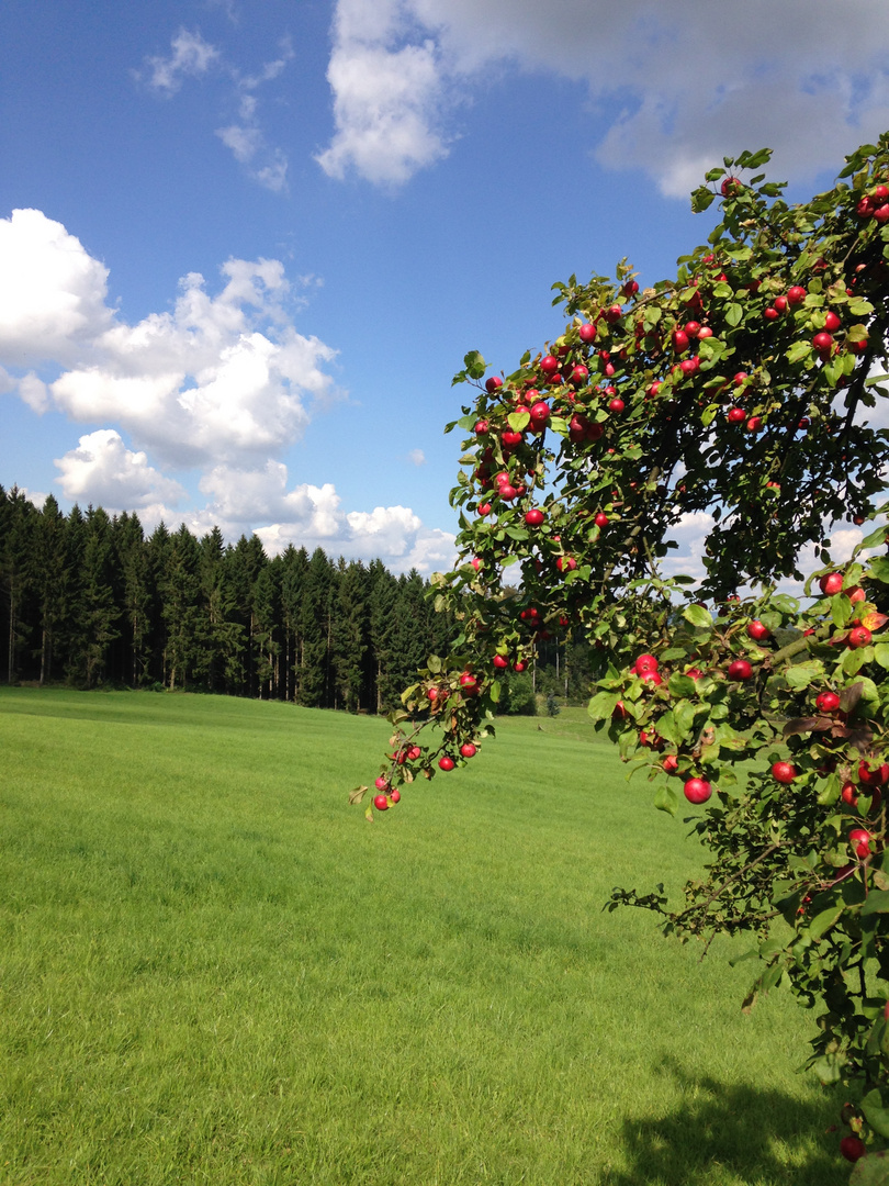 äppel an der knochenhütte oberhalb von bad driburg