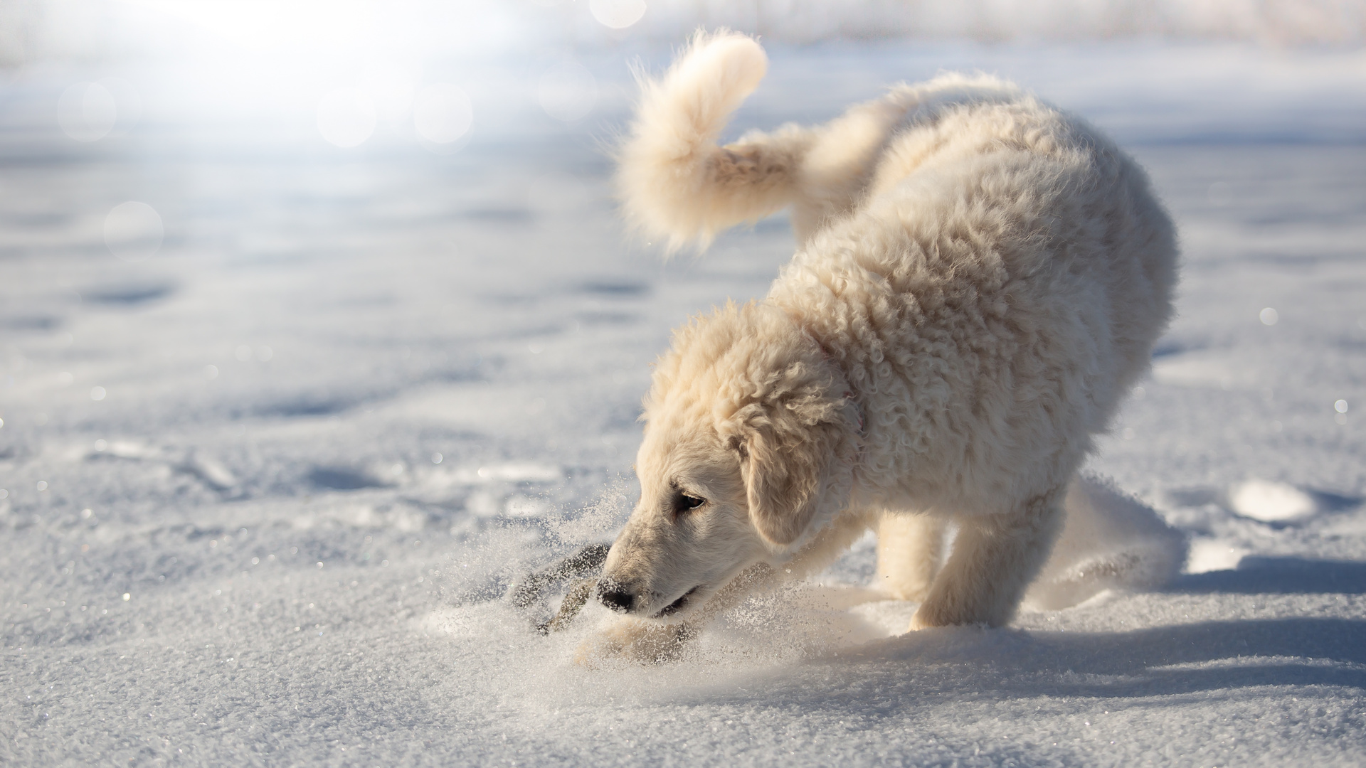 Äppi im Schnee