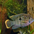 Aequidens rivulatus - Orange -oder teilweise Goldsaumbuntbarsch genannt...