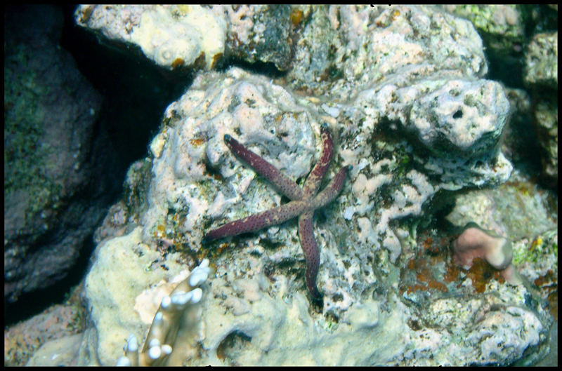 äqyptischer Seestern am Sharm el Arab; Rotes Meer