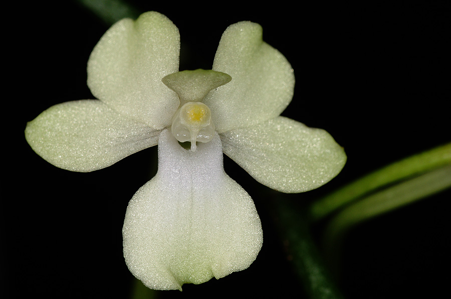 Aerangis citrata