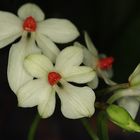 Aerangis luteo-alba var. rhodosticta