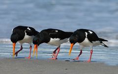 Ärger am Strand