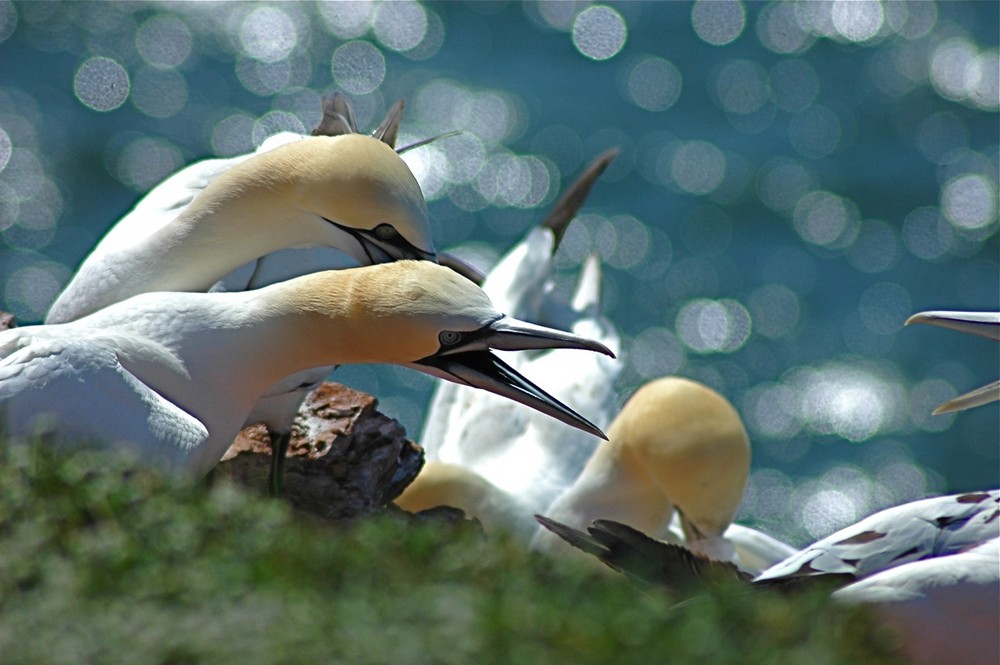 Ärger auf Helgoland