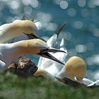 Ärger auf Helgoland