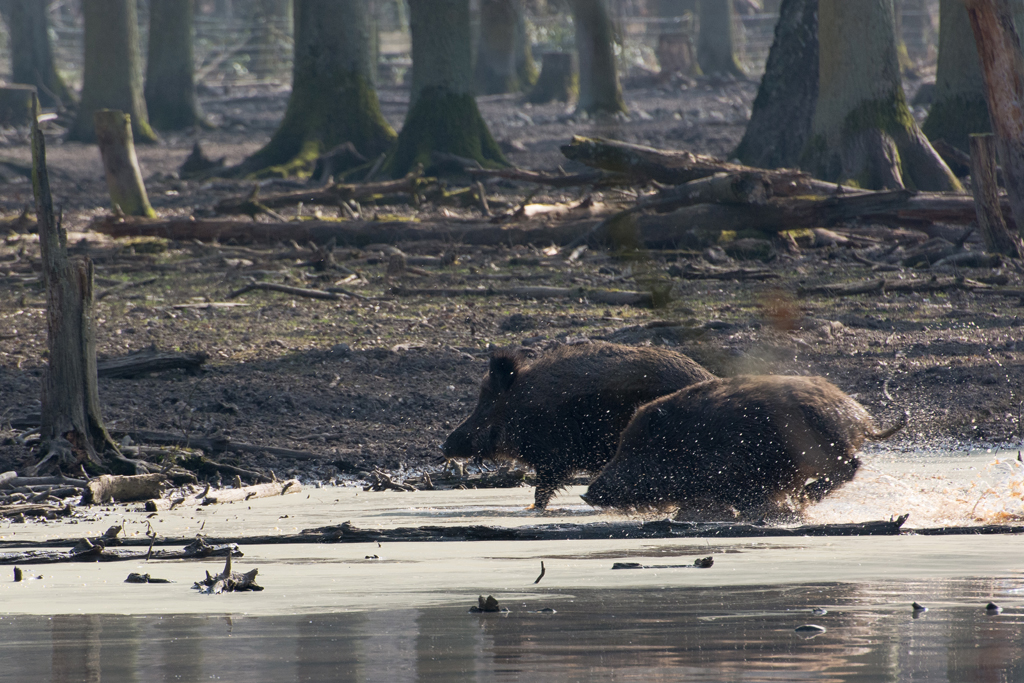 Ärger bei den Wildschweinen...