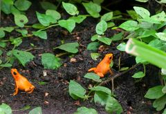 Ärger bei Familie Tomatenfrosch?...