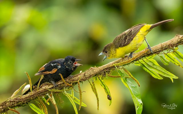 °°_Ärger im Paradies_°°