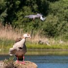 Ärger in dern Nachbarschaft