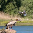 Ärger in dern Nachbarschaft