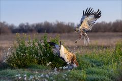 Ärger unter Rohrweihen
