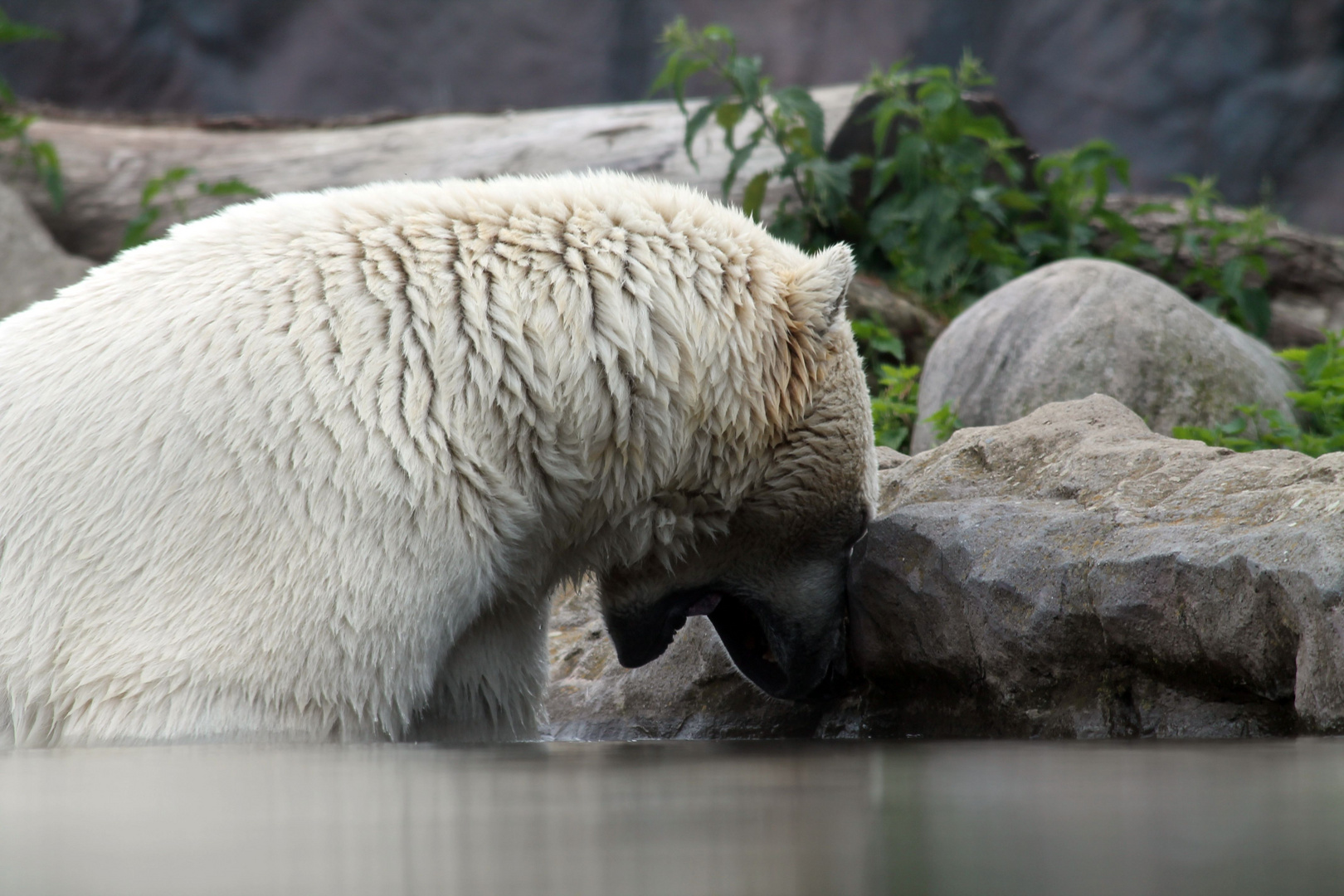 Ärgerbär