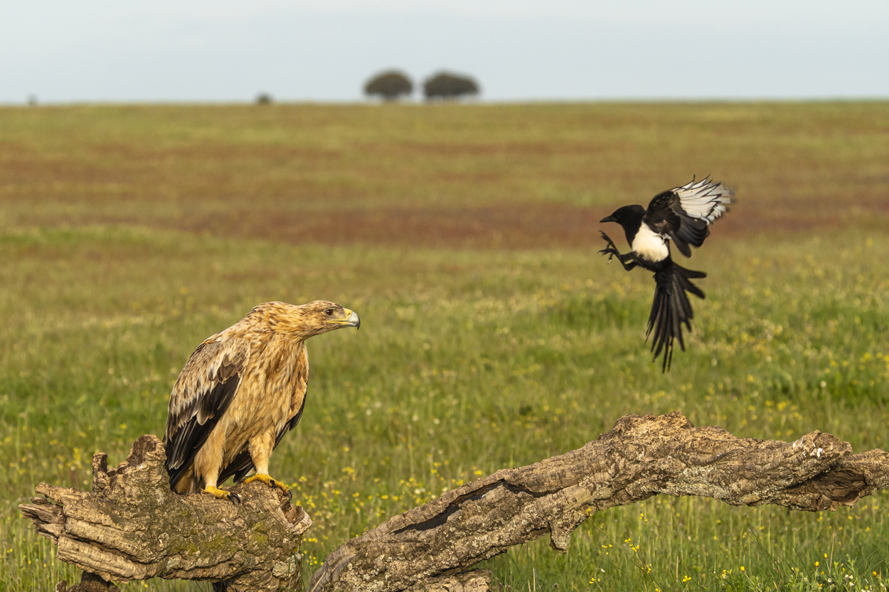 Ärgern Foto & Bild wiese, natur, Bilder auf