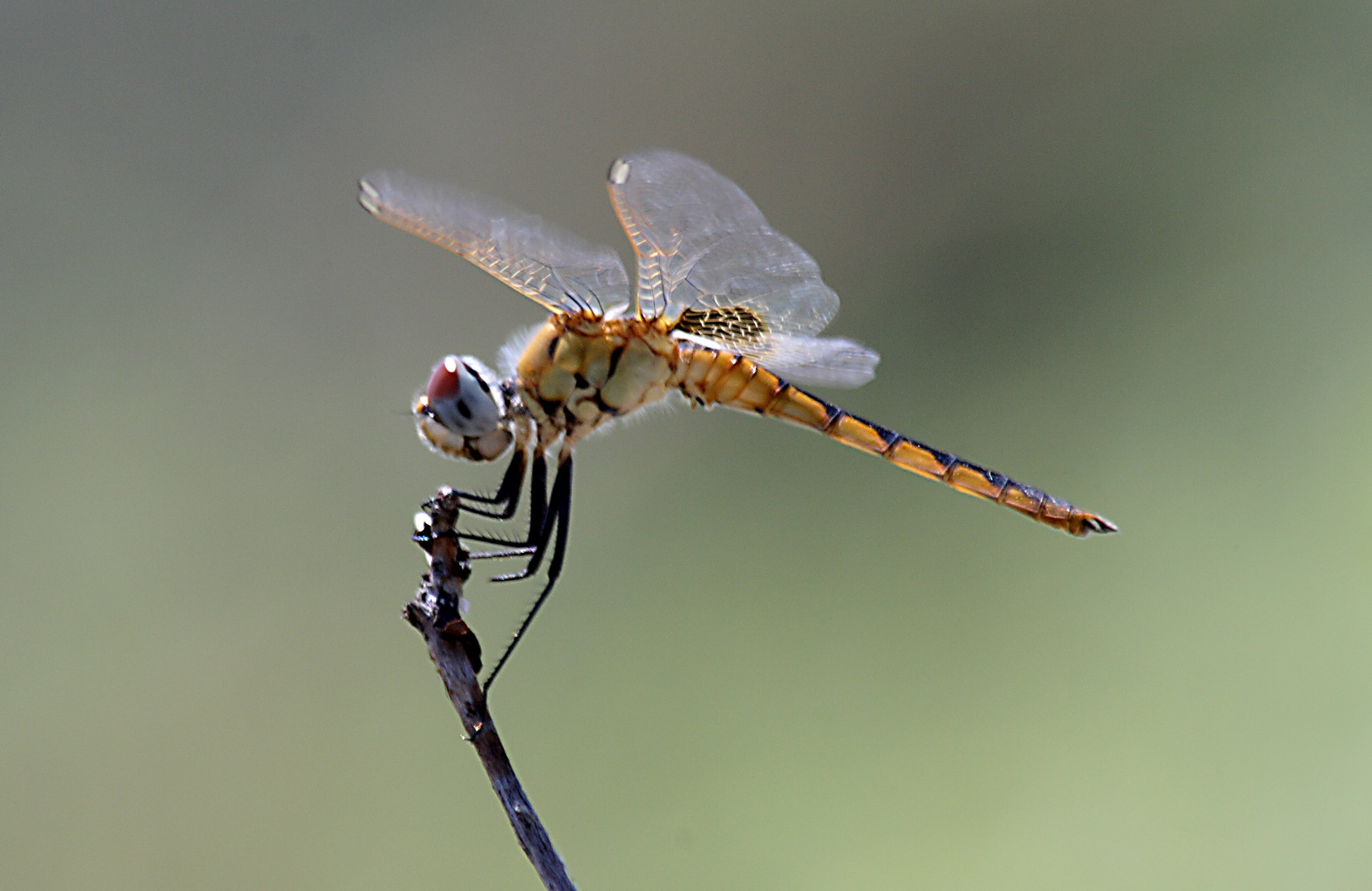 aerial artist