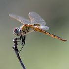 aerial artist