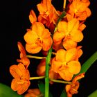 Aerides-rosea-Orchidee