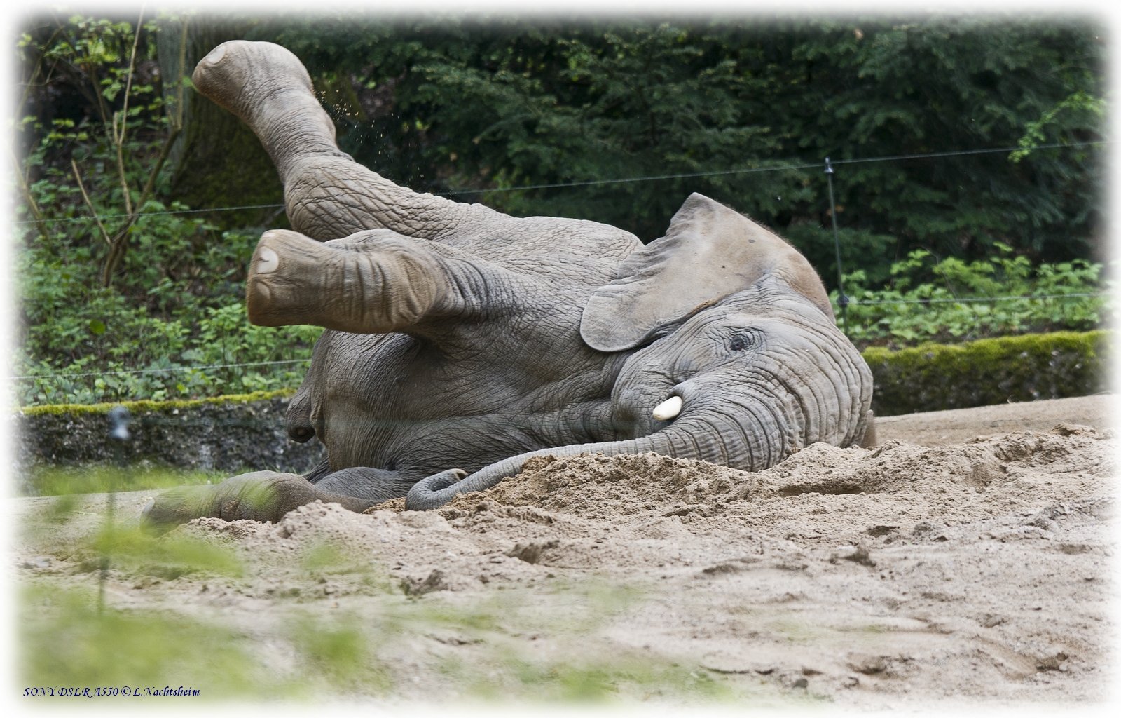 Aerobic im Zoo