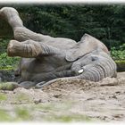 Aerobic im Zoo