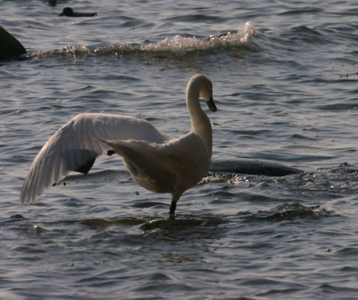 Aerobic in der Ostsee