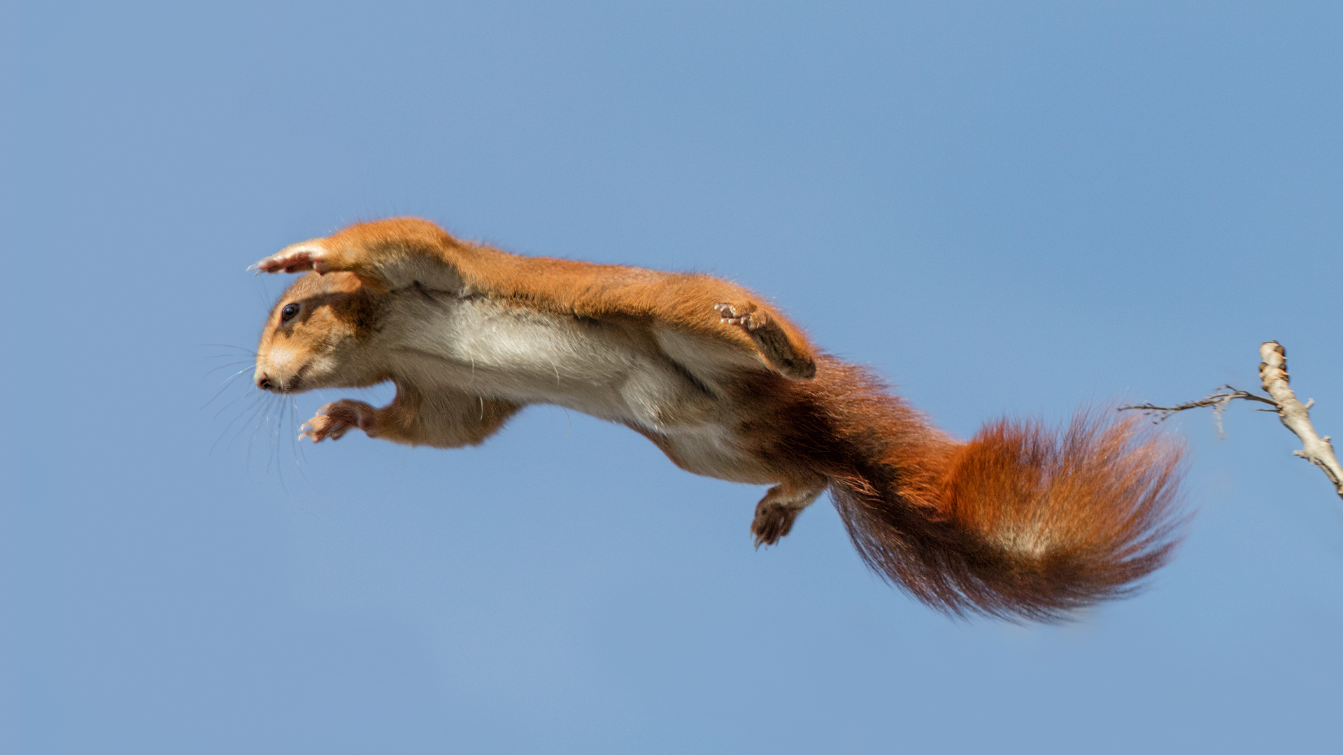 Aerodynamik bei Flughörnchen