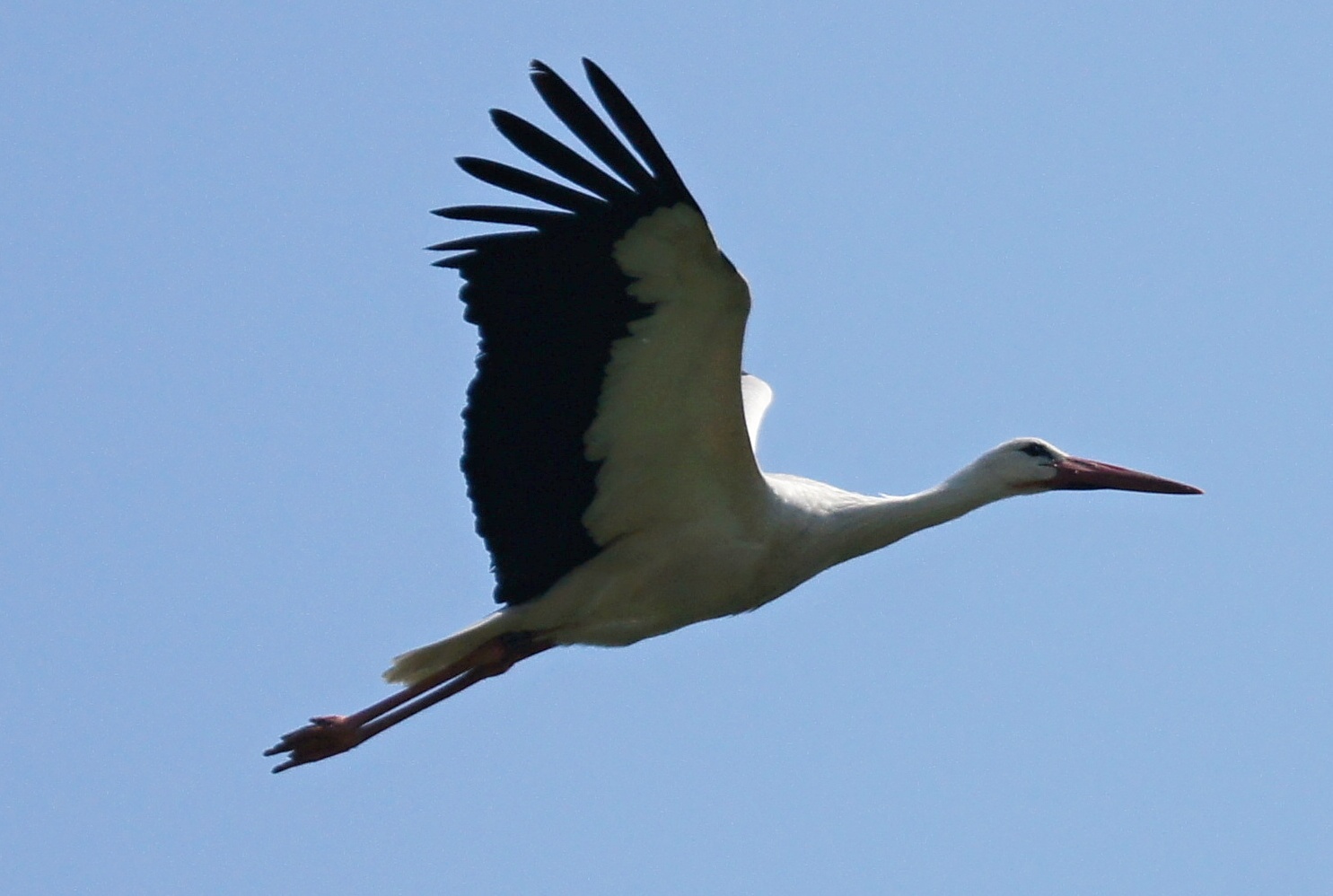 Aerodynamischer Flug