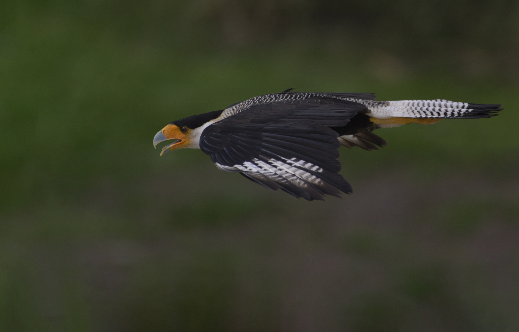 Aérodynamisme (Caracara plancus, caracara huppé)